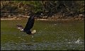 _0SB9146 bald eagle catching fish